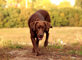 Hundebetreuung Friedrichshain 1